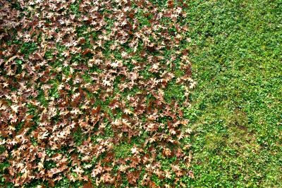 Fall Lawn Services