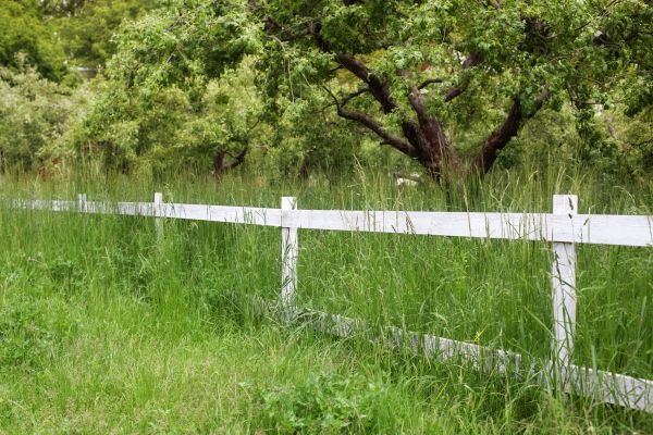 Cost of Fence Line Trimming in Harrisburg