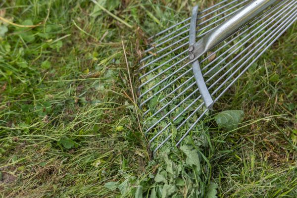 Thatch Raking in Harrisburg
